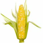 Epi de maïs, utilisé pour produire des bioplastiques conformes à EN 13432 Epi de maïs, utilisé pour produire des bioplastiques conformes à EN 13432