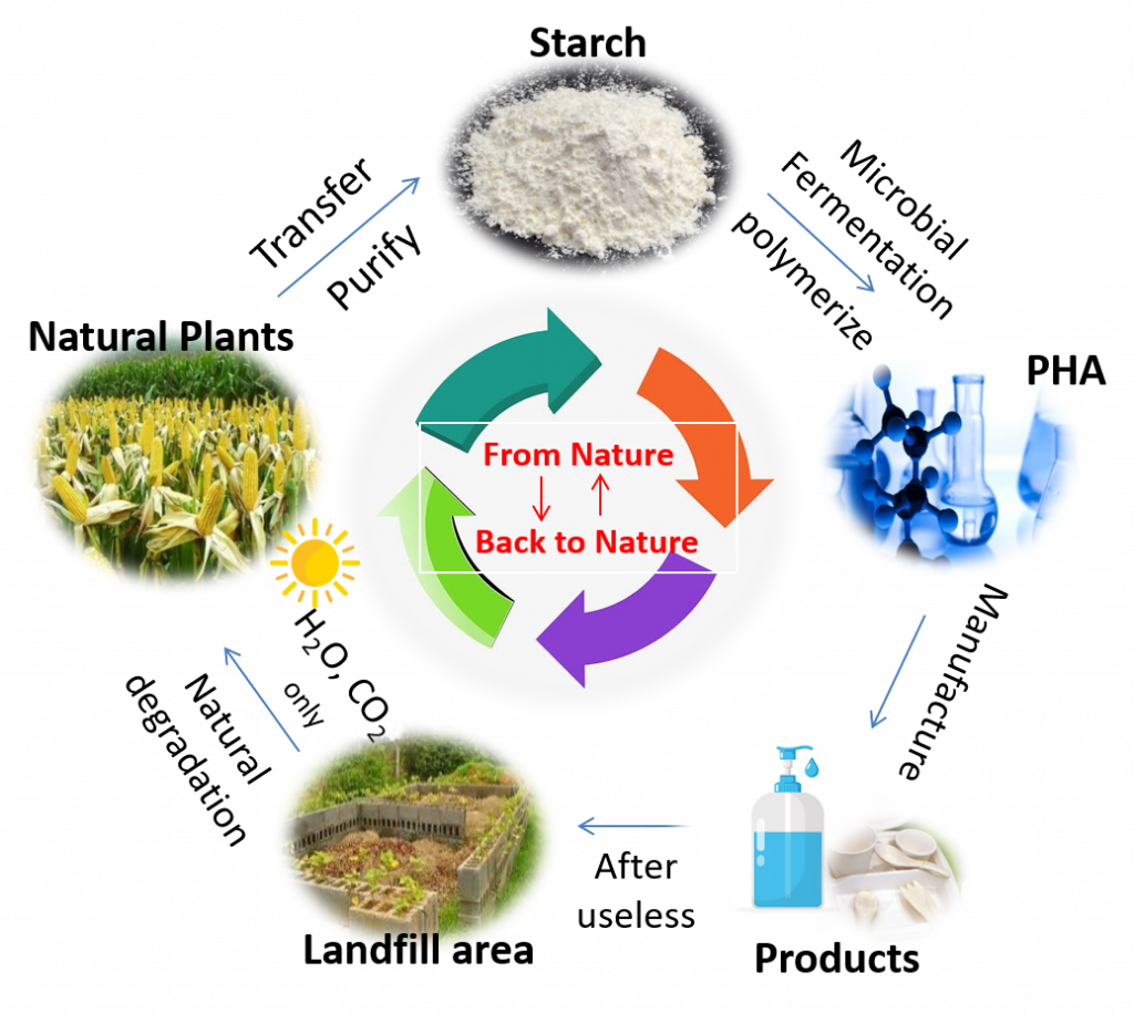 Blesstar Life Cycle