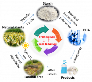 Blesstar Life Cycle